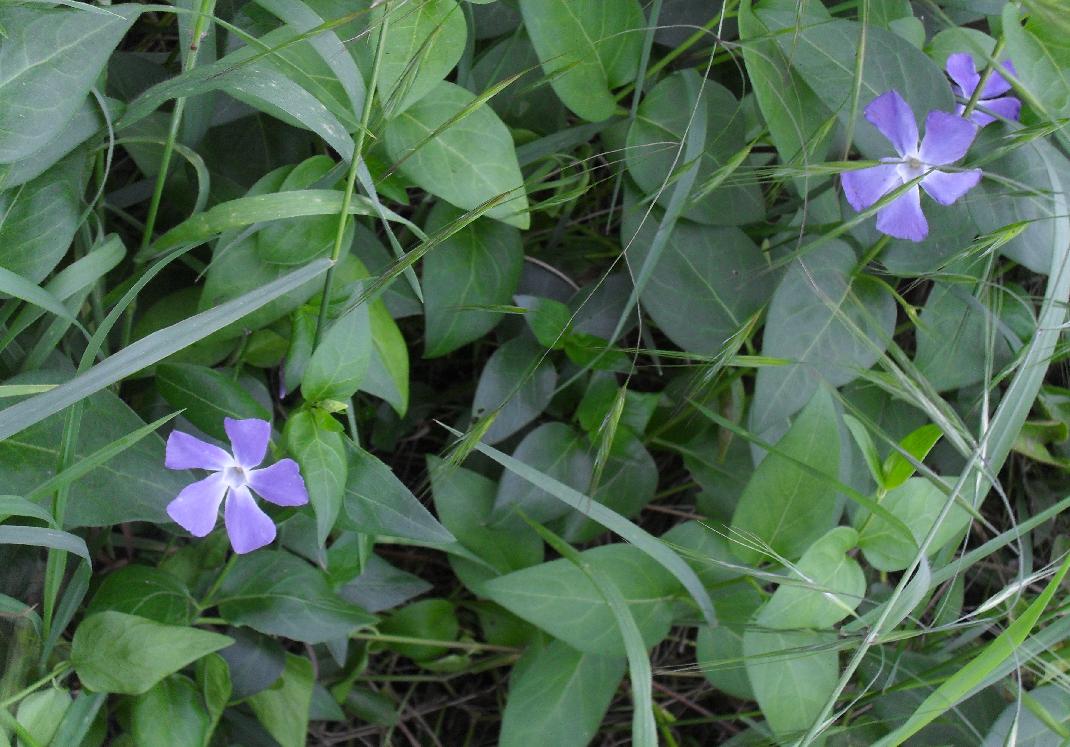 Vinca major  (Apocynaceae)